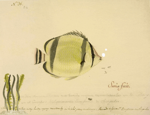 Art Illustration Gif By GIF - Find & Share on GIPHY