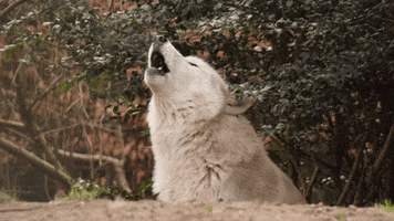 Wolf GIF by ARTIS