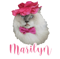 Cat Ragdoll Sticker