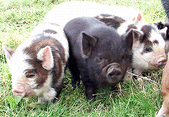 Тема животные
ПодТема свинка
Прикрепи к ответу фоторисунокгиф