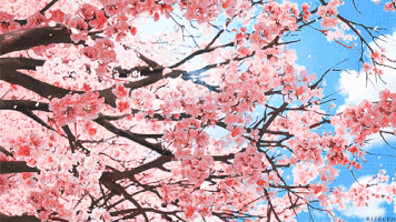 cherry blossom GIF