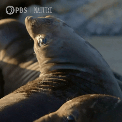 Marine Life Ocean GIF by Nature on PBS