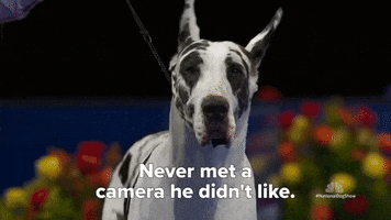 Dog Show Camera GIF by NBC