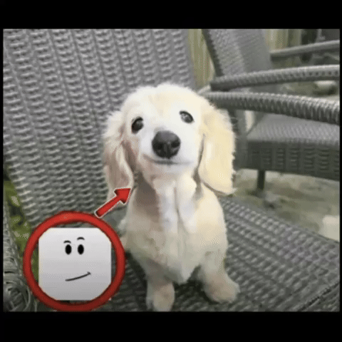 Dog GIF