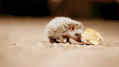 nose eating GIF