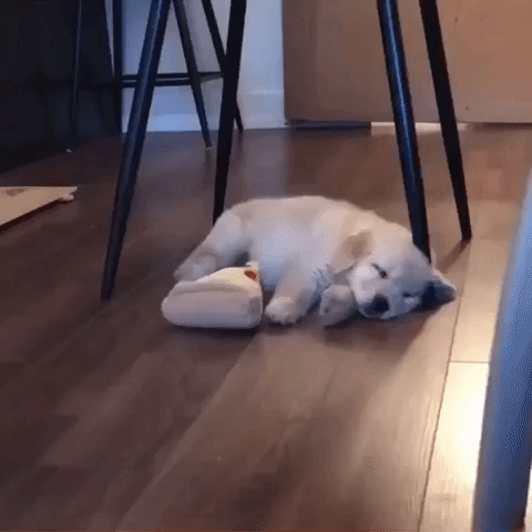 Video gif. Golden retriever puppy lying on the floor twitches its paws happily as it dreams, then wakes up, startled.