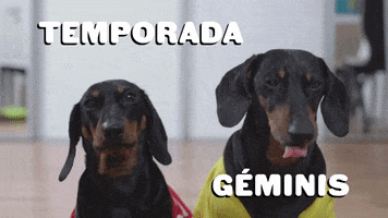 Dogs Astrology GIF by Sealed With A GIF