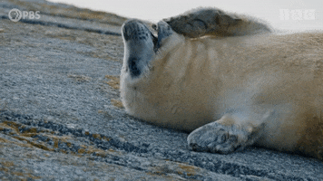 Wildlife Seal GIF by PBS