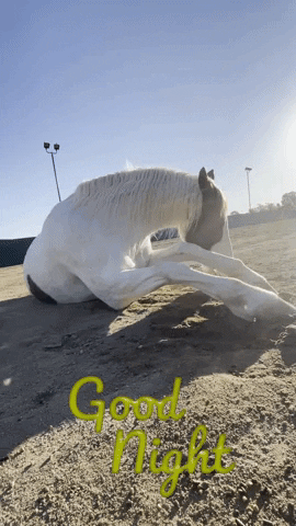 Goodnight GIF by Primapolo Productions