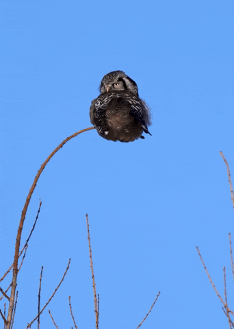 Northern Hawk Owl Bird GIF by U.S. Fish and Wildlife Service