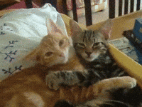 Cat Cute GIF - Cat Cute Matching Pfp - Discover & Share GIFs