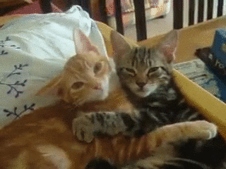 Cat Cuddling GIF - Find & Share on GIPHY