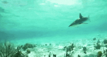 naked and afraid ocean GIF by Shark Week
