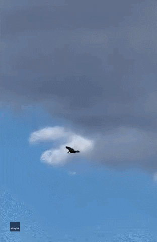 Fish Eagle GIF by Storyful