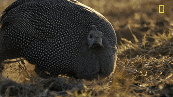 200.gif?cid=fc005b084089bbb0b2dad5da4b212b41c69293179564d2a7&rid=200.gif&ct=g