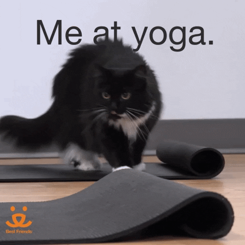 Stretching Downward Dog GIF by Best Friends Animal Society (GIF Image)