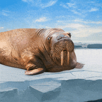 funny walrus gif