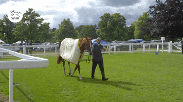 Royal Ascot Whr GIF by World Horse Racing