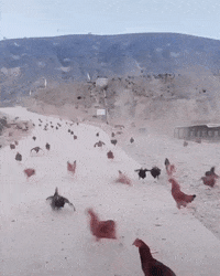 Running-chickens GIFs - Get the best GIF on GIPHY