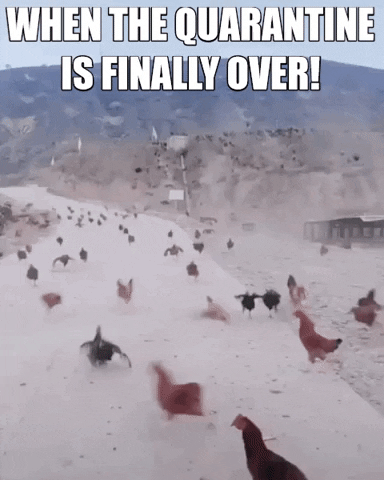 Escaping Chickens Quarantine GIF