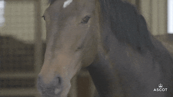 AscotRacecourse hello baby horse horses GIF