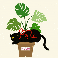 Black Cat Yolo GIF