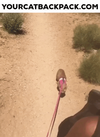 Cat Harness GIF by Your Cat Backpack