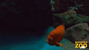 Wave Swimming GIF by Brookfield Zoo