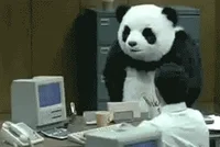pandas co GIF