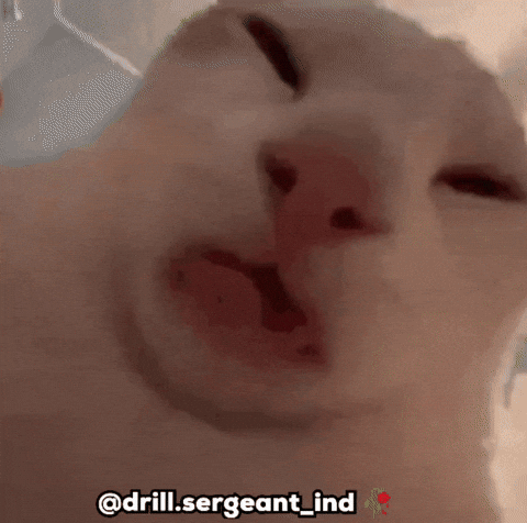 Cat Car GIF