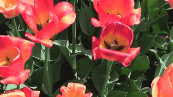 Tulips GIF