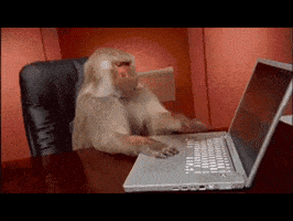 Baboon GIFs - Find & Share on GIPHY