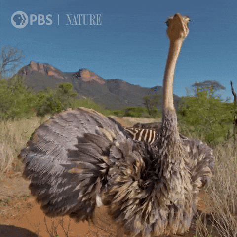 Explore Close Up GIF by Nature on PBS