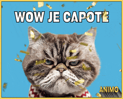 Sarcastic Cat GIF by Loto-Québec