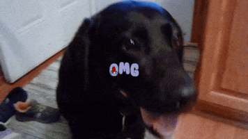 Dog GIF