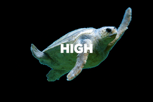 Sea Protect GIF by Alda