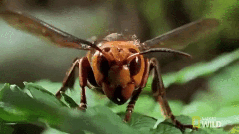 Hornet GIF by GIPHY News - Find & Share on GIPHY