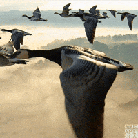 bbcamerica-bbc-america-wonderstruck-earthflight-XI7rk6UYBM4LWp2rw0