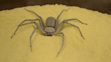 marcosmuller  GIF