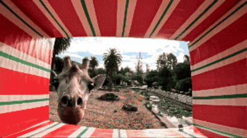 Close Up Eating GIF by Oakland Zoo