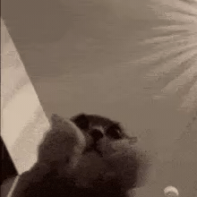 Cat Clapping GIF