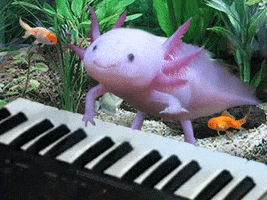 Forbeingadorable GIF