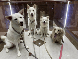 Dawg GIF