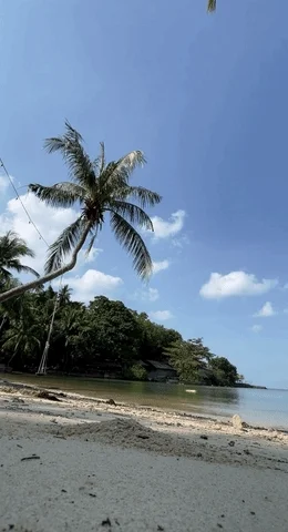 Coconut Tree Money GIF