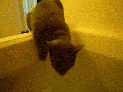 Cat Water GIF - Find & Share on GIPHY