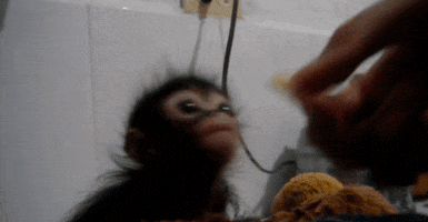 Monkey Eating Gifs Get The Best Gif On Giphy