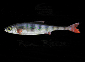 Pike Trout GIF by Stucki Fishing