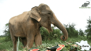 Hungry Dessert GIF by Wildlife SOS