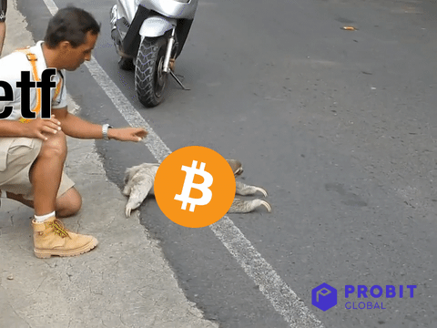 Crypto Bitcoin GIF by ProBit Global thumbnail