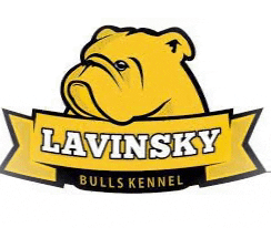 LAVINSKY BULLS GIF